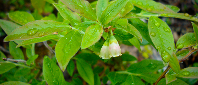 Photo courtesy of CanNorth<br>