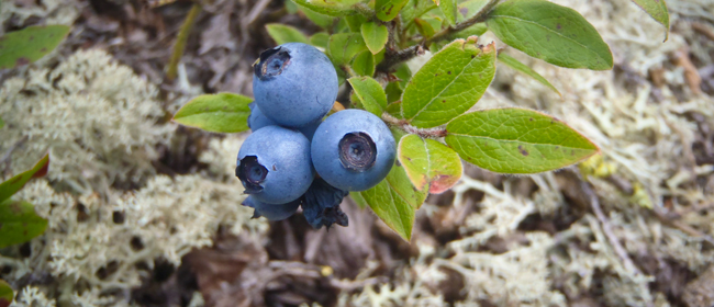 Photo courtesy of CanNorth<br>