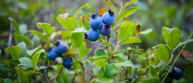 Photo courtesy of CanNorth<br>