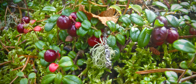 Photo courtesy of CanNorth<br>