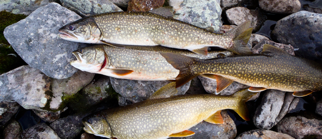 Lake trout from Waterbury Lake<br>Photo courtesy of CanNorth